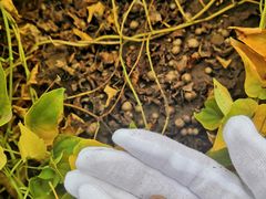 -解家河南菜(商鼎路店)