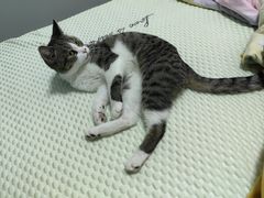 -艾吉宠物医院·疑难杂症转诊中心·猫友好(碧江路院)