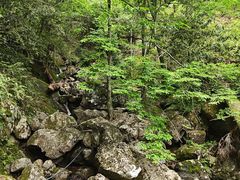 -天目山大树王景区