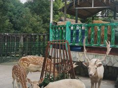 -贵州森林野生动物园