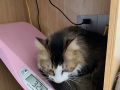 -东莞宠友24H宠物中心医院·转诊夜诊·异宠(新河北路院)