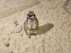 -未来动物城动物主题公园(大悦城店)