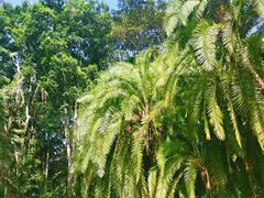 -中国科学院西双版纳热带植物园