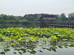 -溱湖国家湿地公园