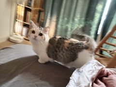 -小猫来了·猫咪专售(红山六九七九店)