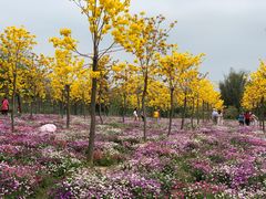 -天适樱花悠乐园