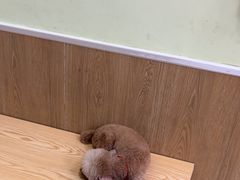 -瑞鹏宠物医院微创手术中心(西乡分院)