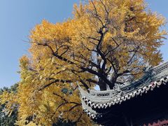 -豫园