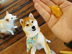 -豆柴町-柴犬主题狗咖(红鼎国际C座店)