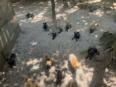 -宫城藏王狐狸村