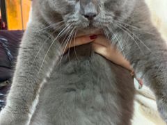 -李小姐の猫咖啡馆(五角场店)