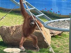 -西霞口神雕山野生动物世界