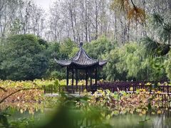 -合肥滨湖国家森林公园