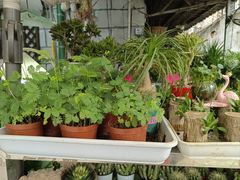 -循礼门鲜花花市(武汉循礼门店)