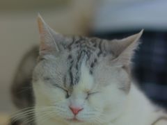 -怪兽屋·羊驼·猫咖·狗咖(俊华广场店)