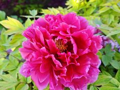 -莲花池公园