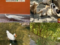 -少华山国家森林公园