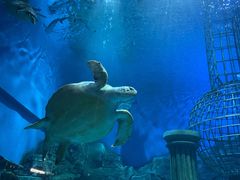 -芜湖新华联大白鲸海洋公园