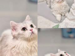 -Bastet sally猫舍购宠(静安店)