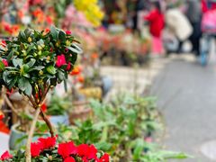 -溪岸路花鸟市场