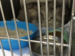 -汪喵宠物医院·骨科心脏影像·犬猫急重症ICU诊疗中心(成华分院)