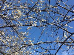 -广州市流溪河国家森林公园