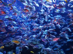 -成都浩海立方海洋公园