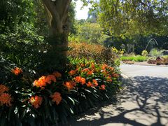 -墨尔本皇家植物园