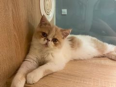 -BABIT巴比特宠物(MOMOPARK店)