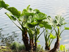 -重庆彩云湖湿地公园