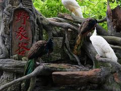 -野象谷景区