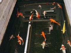-鲤院·新中式美学·庭院餐厅(夫子庙店)