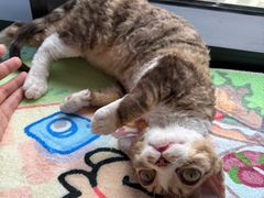 -momokira米努特·德文卷毛猫·棉花面纱犬