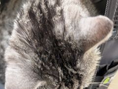 -全心全意连锁动物医院·微创中心·内科急重症·心脏专科(丰管路店)