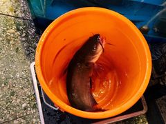 -粗粮人家·东北菜(洋桥店)