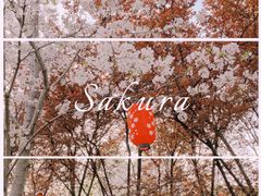 -顾村公园