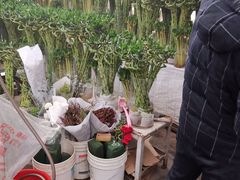 -秦美花卉(天朗·莱茵小城2期店)