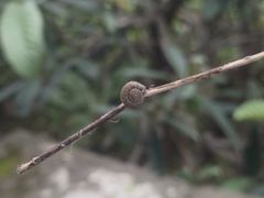 -五凤溪古镇
