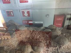 -中国西峡恐龙遗迹园