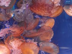 -上海海昌海洋公园