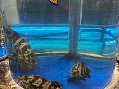 -正德楼果木烤鸭·渔家菜(东港店)