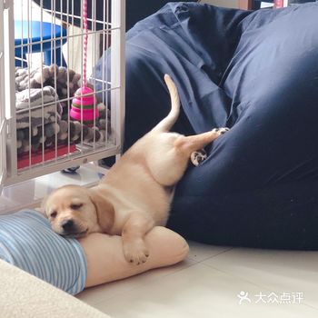 【傅黄豆的成长日记-1】  黄豆来我家10天了