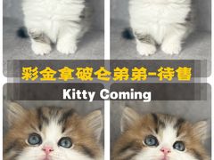 -小猫来了·猫舍(红山六九七九店)