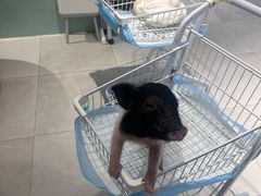 -怪兽屋·羊驼·猫咖·狗咖(俊华广场店)