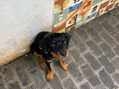 -喵屿·大理花园猫咖