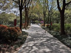 -紫薇公园
