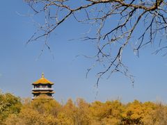 -金塔沙漠胡杨林景区