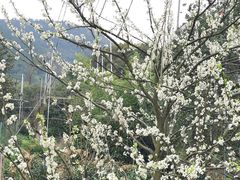 -树山生态村