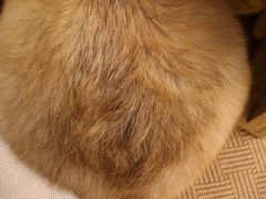-豆柴町-柴犬主题狗咖(红鼎国际C座店)