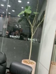 -YDO SALON